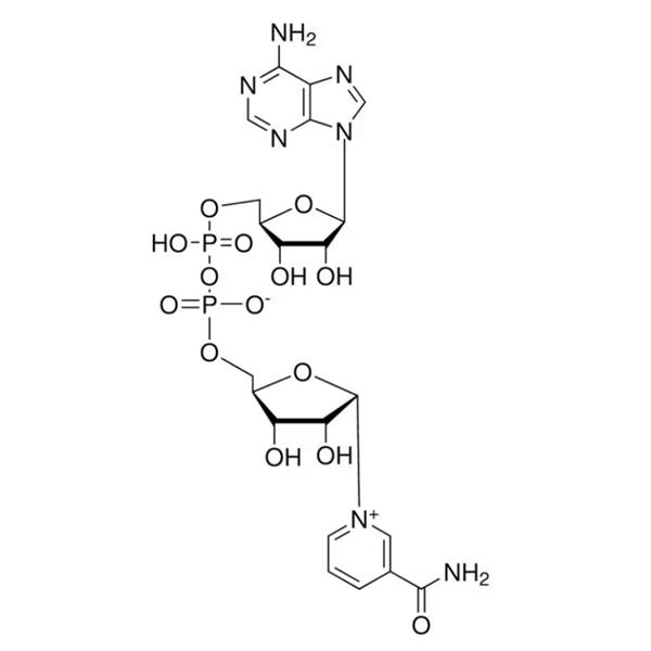 beta-Nicotinamidadenindinucleotid (NAD+) (min. 99%, Food Grade)